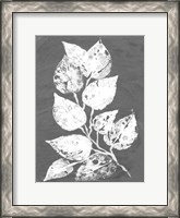 Framed Frosty Philodendron II
