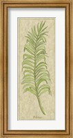 Framed Palmae Leaf