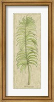 Framed Arecaceae Leaf