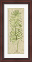 Framed Arecaceae Leaf