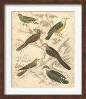 Framed Avian Habitat II