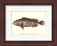 Framed Antique Fish II