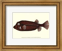 Framed Antique Fish IV