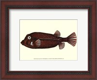 Framed Antique Fish IV