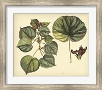 Framed Antique Mangrove Tree