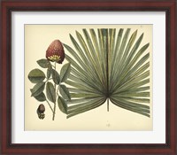 Framed Antique Brazilian Palm