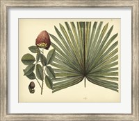 Framed Antique Brazilian Palm