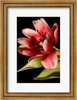 Framed Red Tulip III