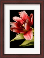 Framed Red Tulip III