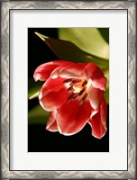 Framed Red Tulip IV