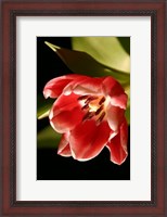 Framed Red Tulip IV