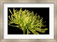 Framed Fuji Mum III