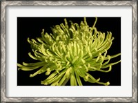 Framed Fuji Mum IV