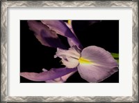 Framed Sweet Iris I