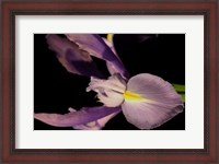 Framed Sweet Iris I