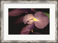 Framed Sweet Iris II