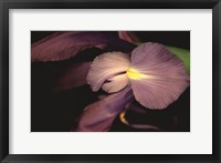 Sweet Iris II Framed Print