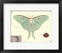 Framed Butterfly Prose VI