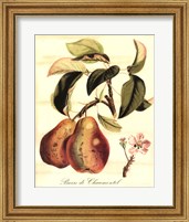 Framed Custom Tuscan Fruits IV (AO)
