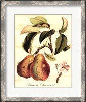 Framed Custom Tuscan Fruits IV (AO)