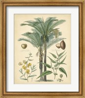 Framed Fruitful Palm I