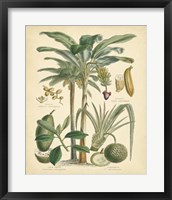 Fruitful Palm II Framed Print