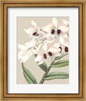 Framed Orchid Blooms II