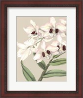 Framed Orchid Blooms II