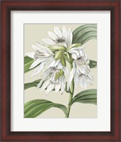 Framed Orchid Blooms III