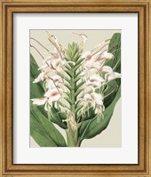 Framed Orchid Blooms IV