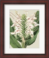 Framed Orchid Blooms IV