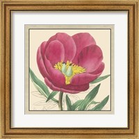 Framed Peony Collection I