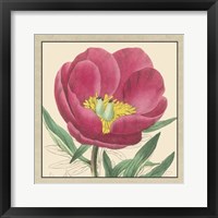 Framed Peony Collection I