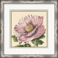 Framed Peony Collection II