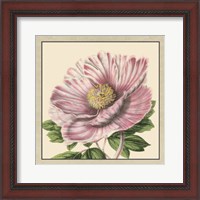 Framed Peony Collection II