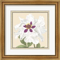 Framed Peony Collection IV