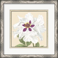 Framed Peony Collection IV