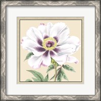 Framed Peony Collection VI