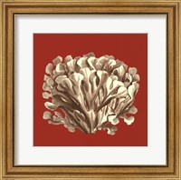Framed Coral on Red III