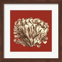 Framed Coral on Red III