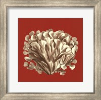 Framed Coral on Red III