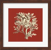 Framed Coral on Red IV