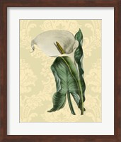 Framed Calla with background (A)