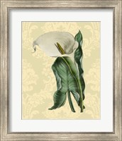 Framed Calla with background (A)