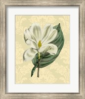 Framed Magnolia with background (A)