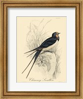 Framed Printed Chimney Swallow (A)