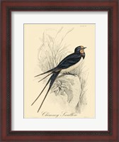 Framed Printed Chimney Swallow (A)