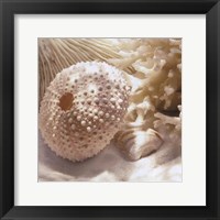 Coral Shell I Framed Print