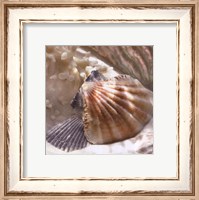 Framed Coral Shell III