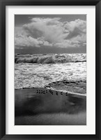 Framed Shorebirds, Point Reyes